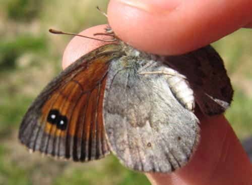 Réf. 75 775 : Erebia cassioides