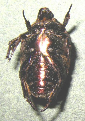 Protaetia aurichalcea