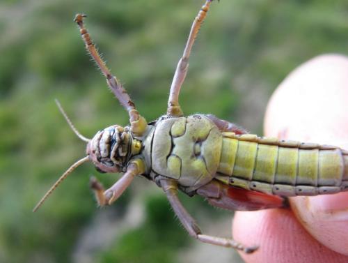 Podisma pedestris