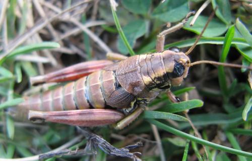 Réf. 75 770 : Podisma pedestris