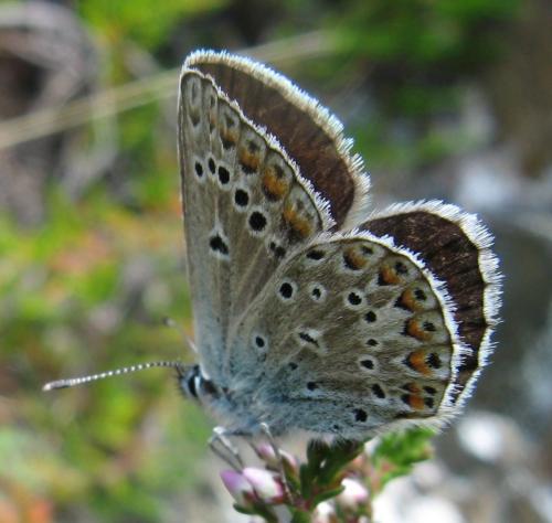 Polyommatus escheri