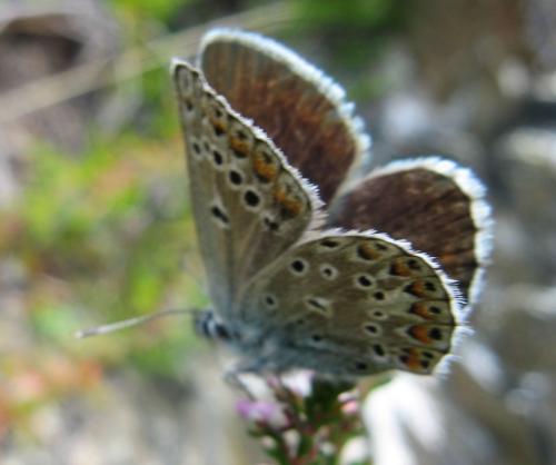 Polyommatus escheri