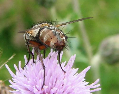 Réf. 75 194 : Linnaemya vulpina
