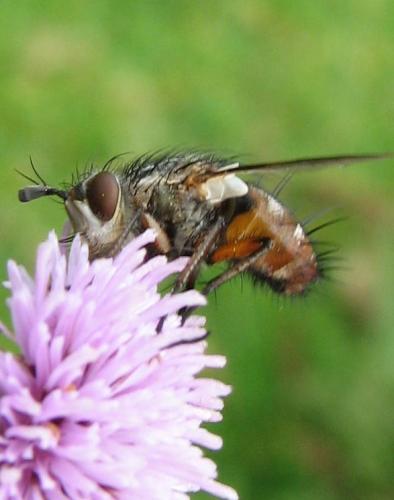 Réf. 75 195 : Linnaemya vulpina