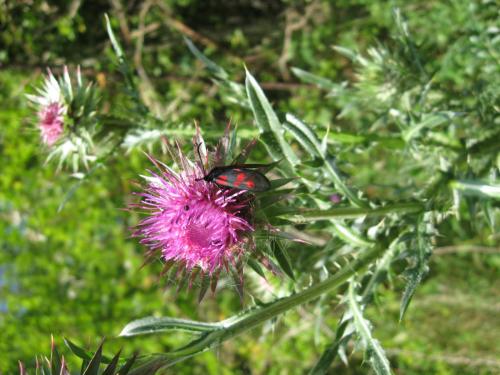 Réf. 75 782 : Zygaena viciae