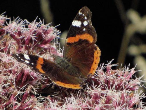Réf. 75 636 : Vanessa atalanta
