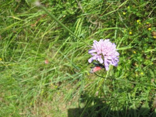Réf. 75 783 : Zygaena viciae