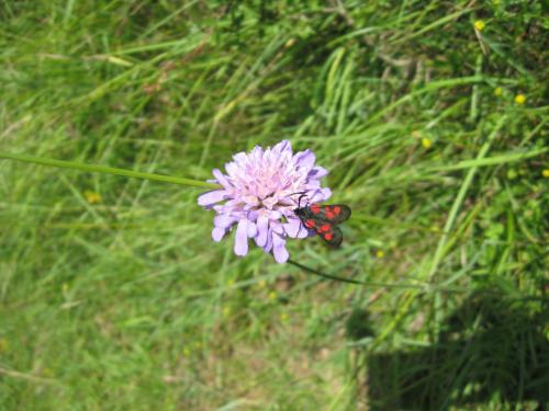 Réf. 75 784 : Zygaena viciae