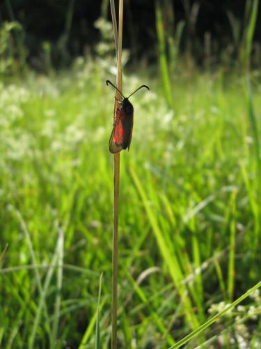 Réf. 75 776 : Zygaena viciae