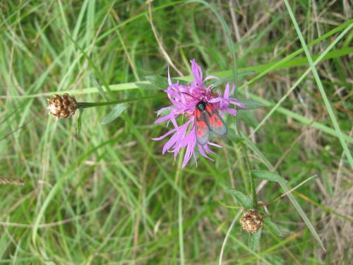 Réf. 75 781 : Zygaena viciae