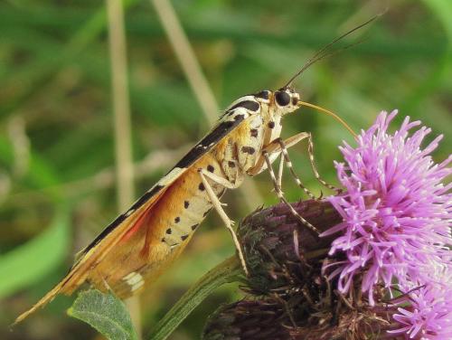 Euplagia quadripunctaria