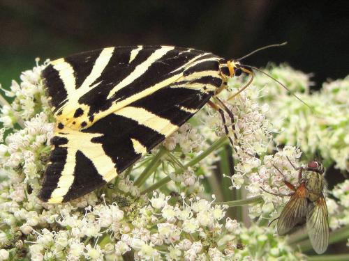 Euplagia quadripunctaria