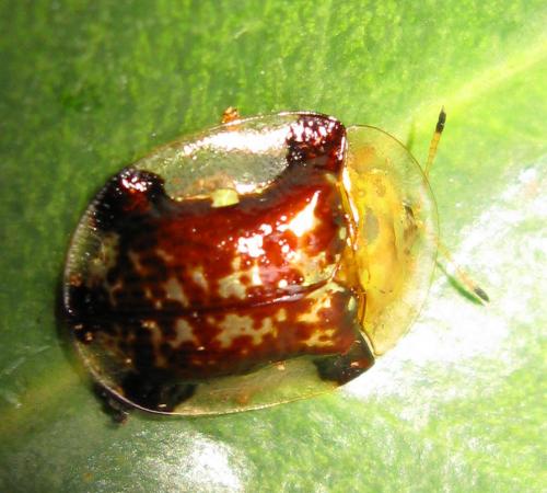Réf. 75 848 : Aspidimorpha quinquefasciata