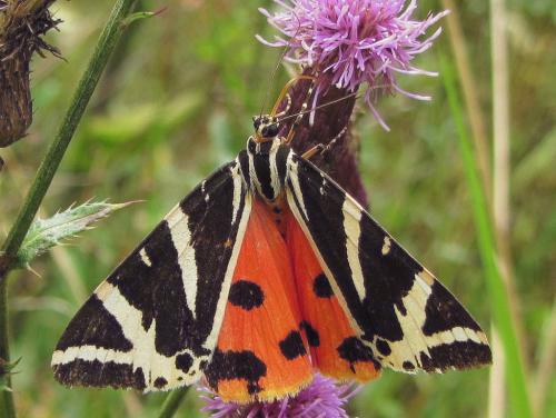 Euplagia quadripunctaria