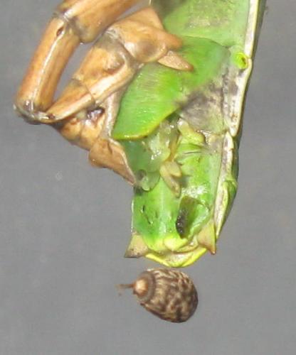 Réf. 75 390 : Rhaphiderus spiniger