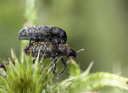 Réf. 75 936 : Rhinocyllus conicus