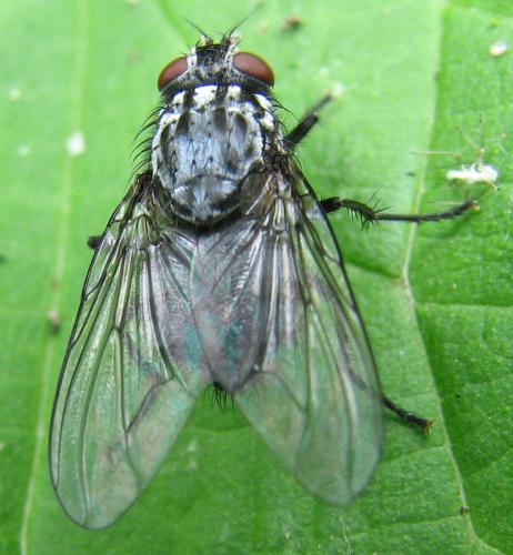 Polietes lardarius