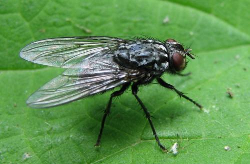 Polietes lardarius