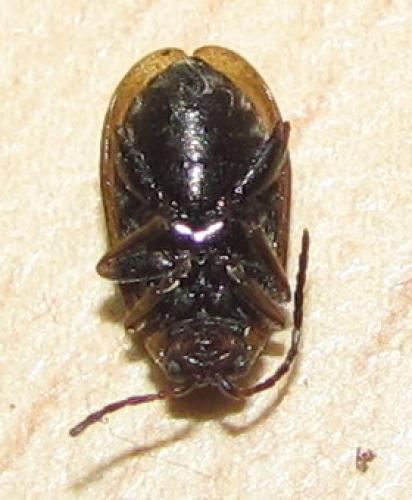 Réf. 75 986 : Lochmaea sp.