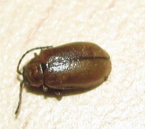 Réf. 75 990 : Lochmaea sp.