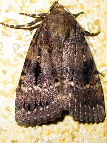 Amphipyra pyramidea