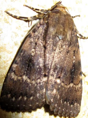 Amphipyra pyramidea