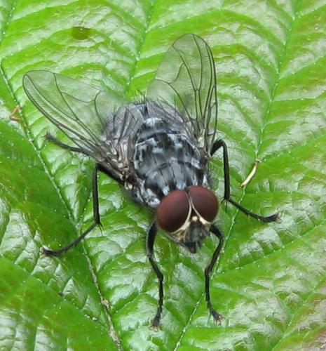 Polietes lardarius