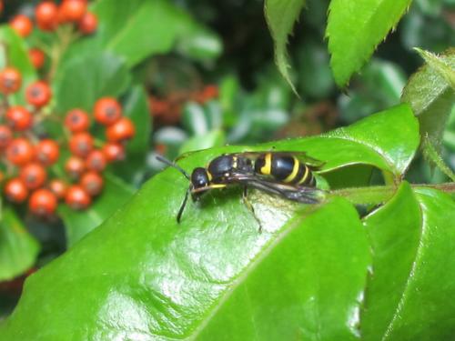 Ancistrocerus sp.
