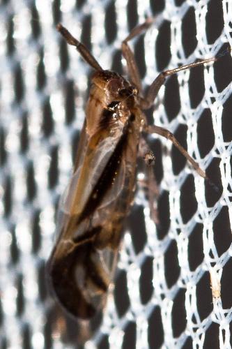 Delphax sp.