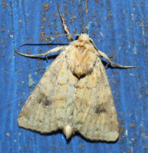 Réf. 75 612 : Atypha pulmonaris