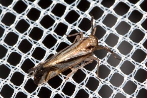 Delphax sp.