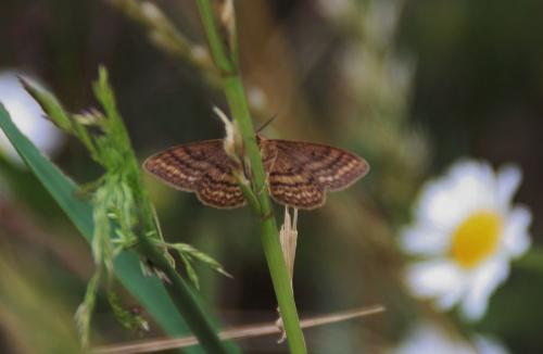 Réf. 75 227 : Scopula rubiginata