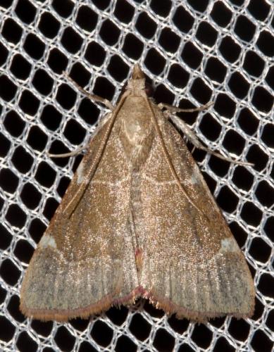 Hypsopygia fulvocilialis