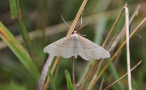 Idaea sp.