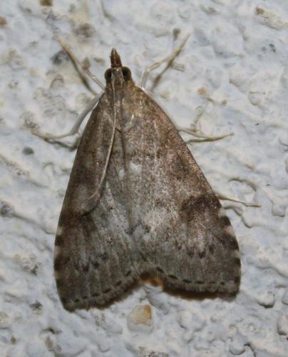 Réf. 75 723 : Udea prunalis