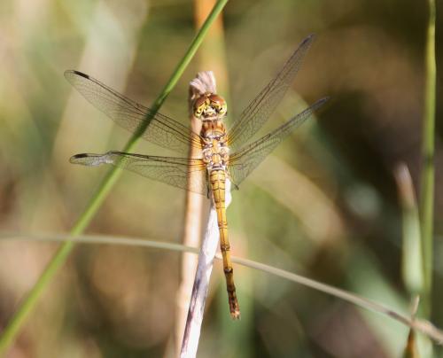 Sympetrum sp.