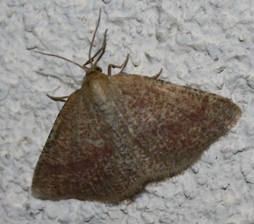 Aplasta ononaria