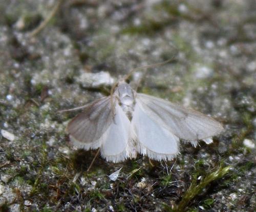 Réf. 75 470 : Acentria ephemerella