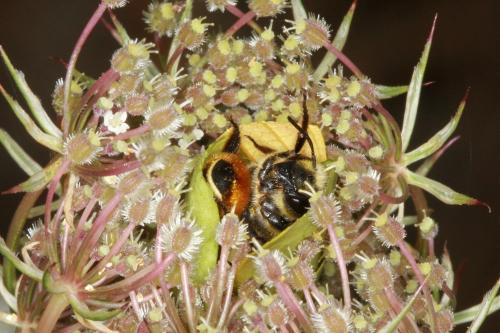 Réf. 75 362 : Megachile melanopyga