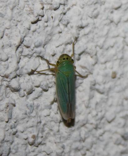 Réf. 75 536 : Cicadella viridis