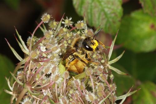 Réf. 75 365 : Megachile melanopyga