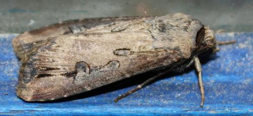 Réf. 75 759 : Agrotis ipsilon