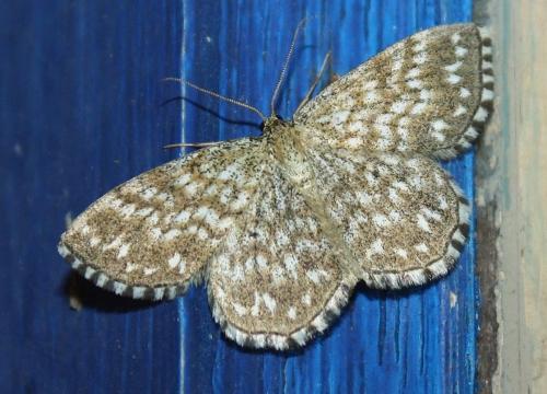 Réf. 75 979 : Scopula tessellaria