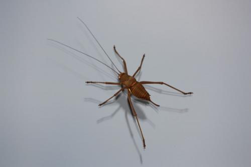 Réf. 75 324 : Uromenus rugosicollis