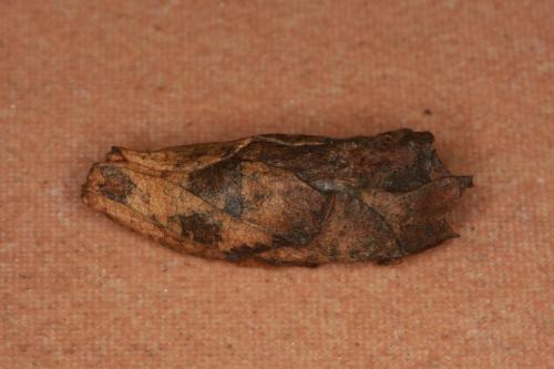 Réf. 75 364 : Megachile melanopyga