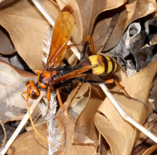 Réf. 75 558 : Cryptocheilus alternatus