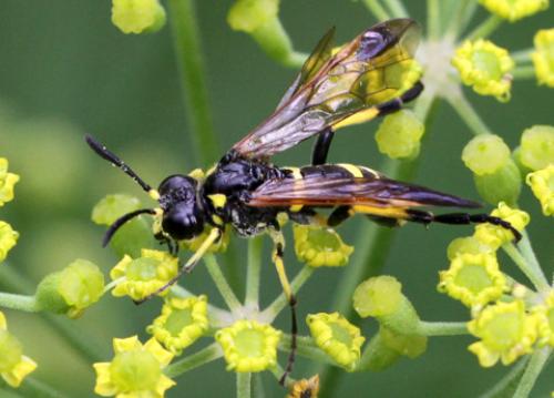 Tenthredo sp.