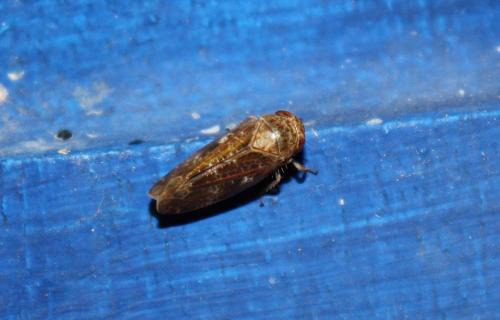 Réf. 75 537 : Allygidius sp.