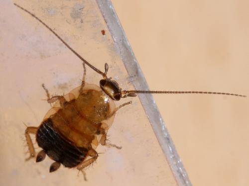 Réf. 75 786 : Ectobius sp.