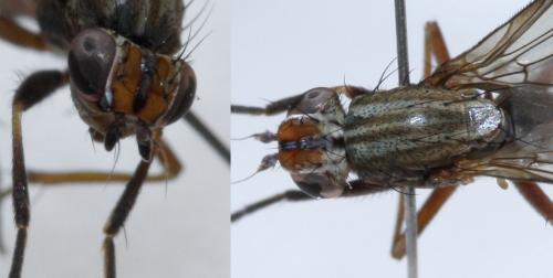 Pherbellia cinerella